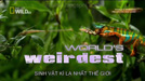 World’s Weirdest