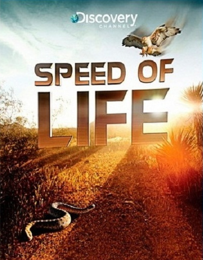 Channel Speed of Life