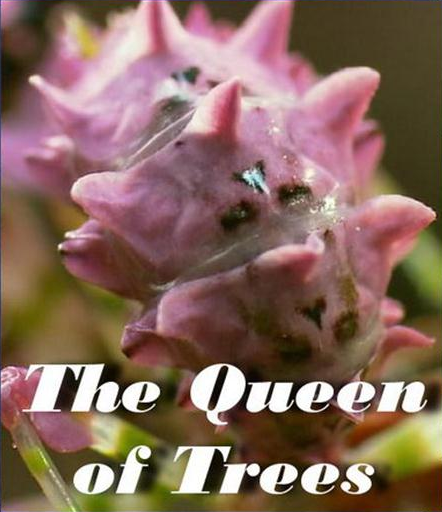 Nature Queen of Trees