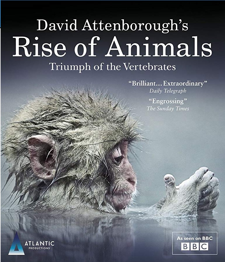 Rise Of Animals ...