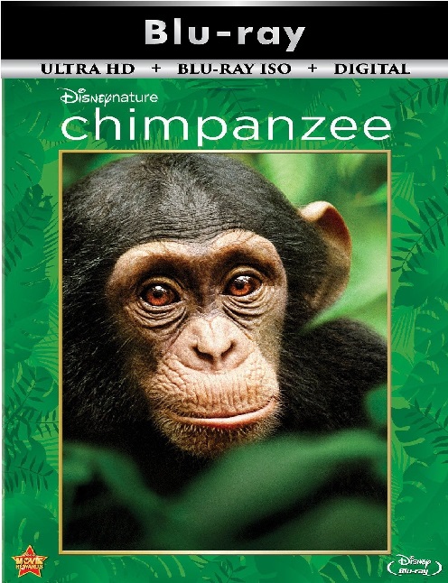 Chimpanzee