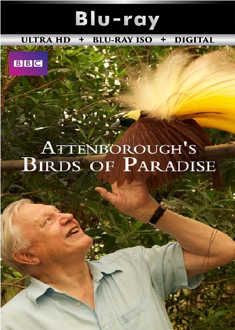 Birds of Paradise