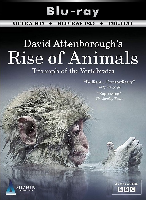 Rise of Animals