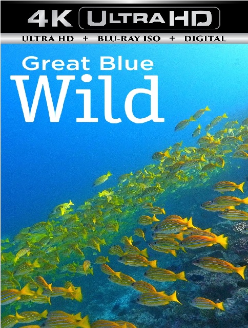 Blue Ant Media 3