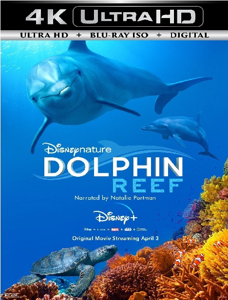 Dolphin Reef