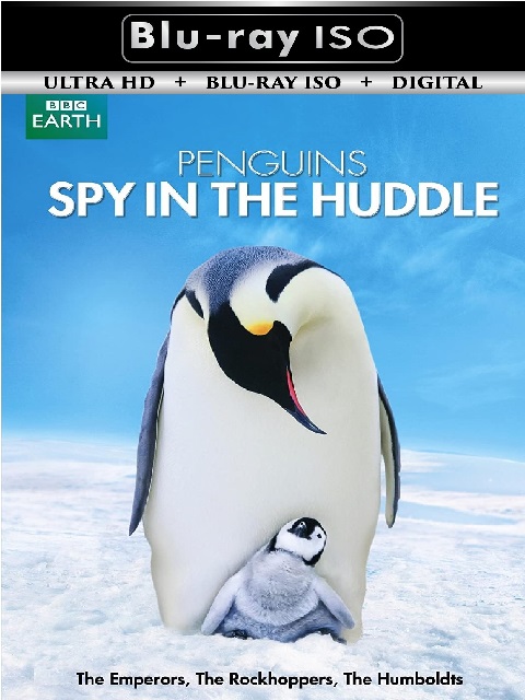 Penguins Spy In ...