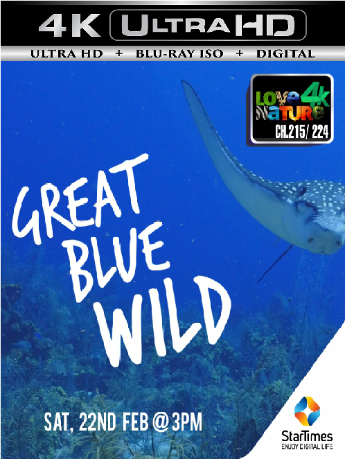 Blue Ant Media 13