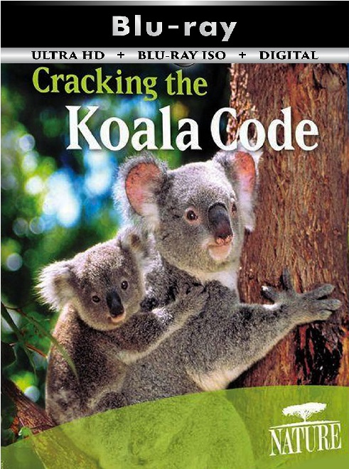 Cracking the Koala Code