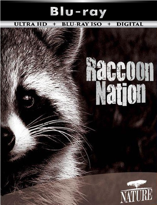 Raccoon Nation