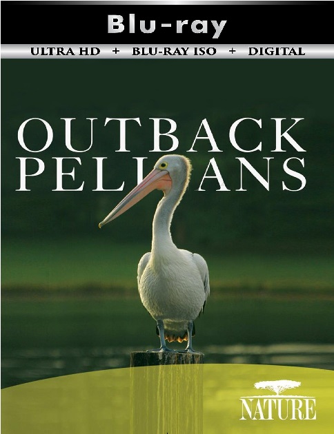 Outback Pelicans
