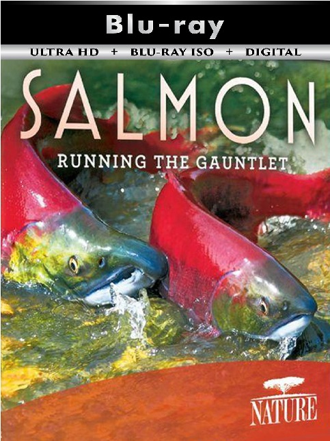 Salmon Running ...