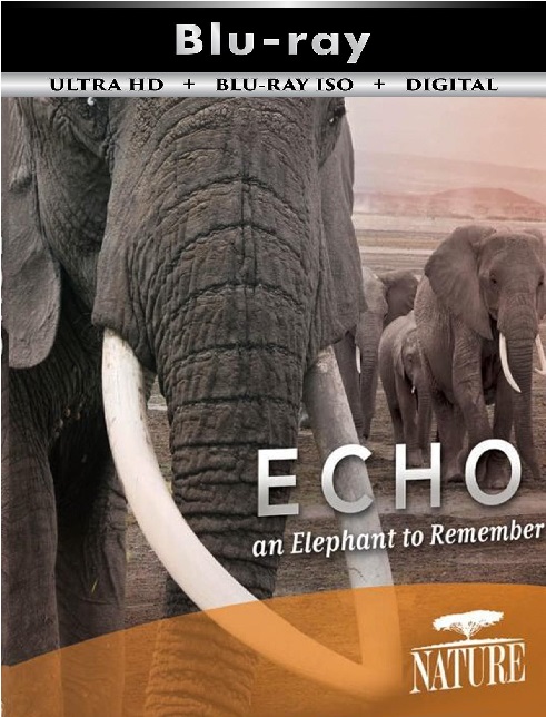Echo An Elephant ...