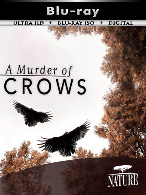 A Murder of Crows