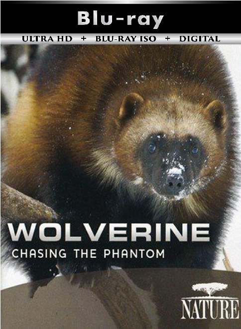 Wolverine Chasing ...