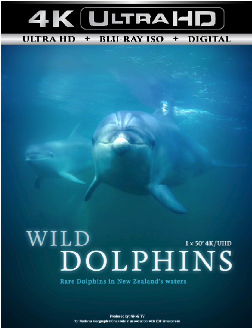 Wild Dolphns
