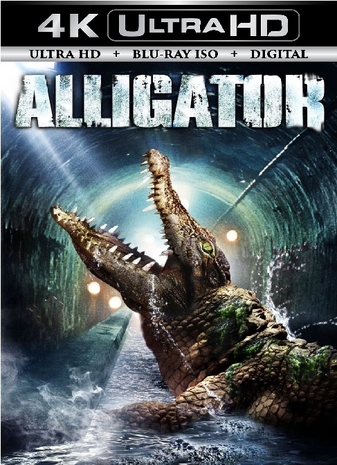 Alligator