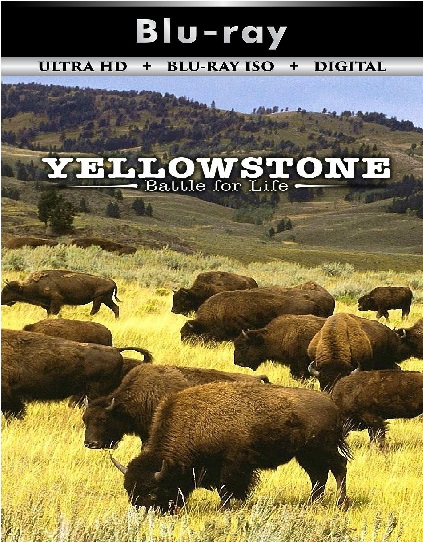 Yellowstone